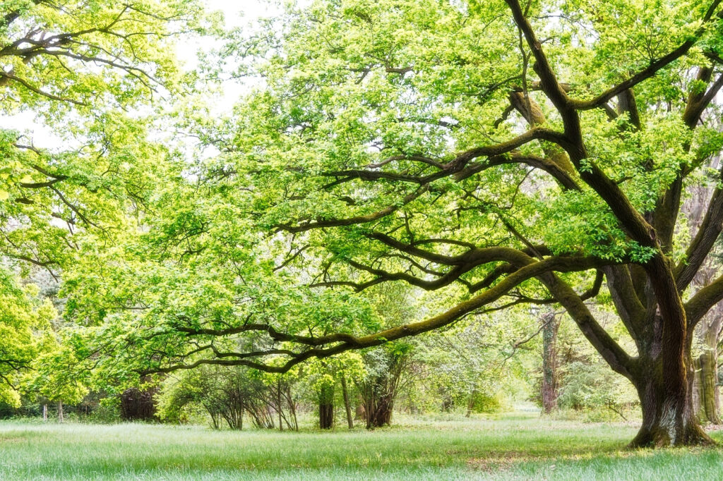 A tree with green leaves A tree with green leaves