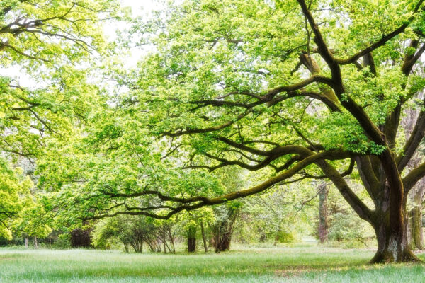 A tree with green leaves A tree with green leaves