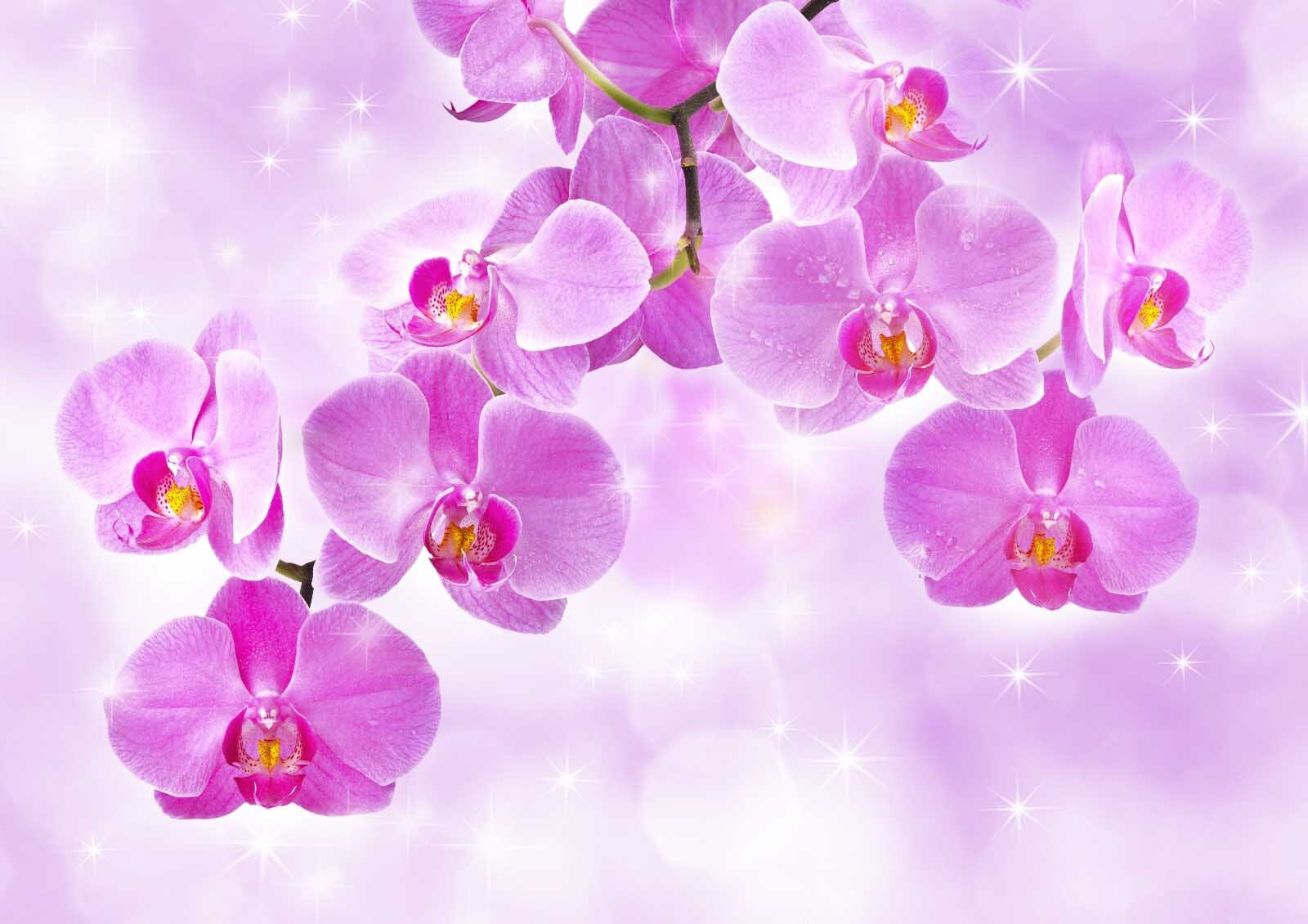 Delicate orchids in soft hues u55600p - Delicate orchids in soft hues - tegory