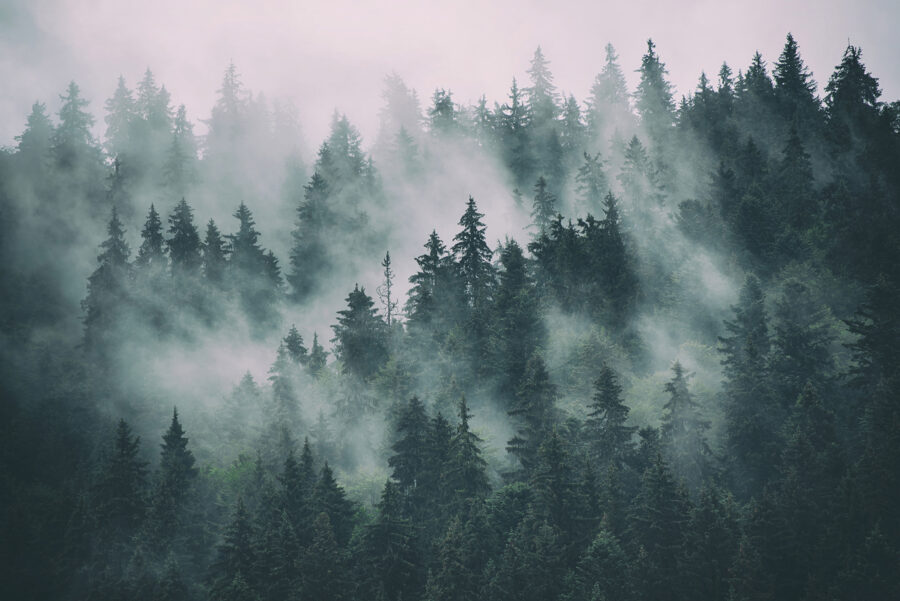 Foggy forest with trees