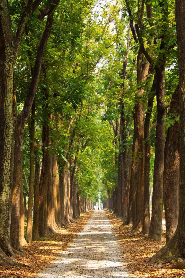 u55418p 600x901 - Path with trees on the side - tegory