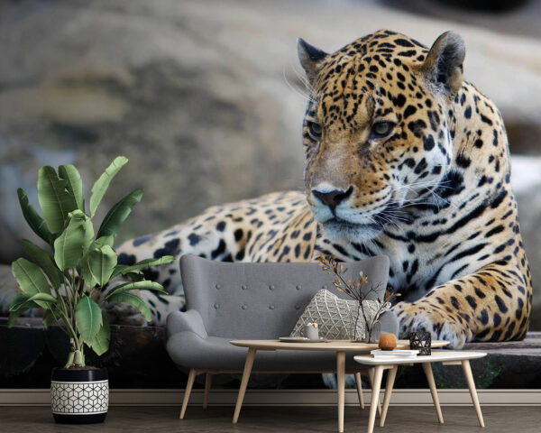 Leopard lying on a wood surface Leopard lying on a wood surface