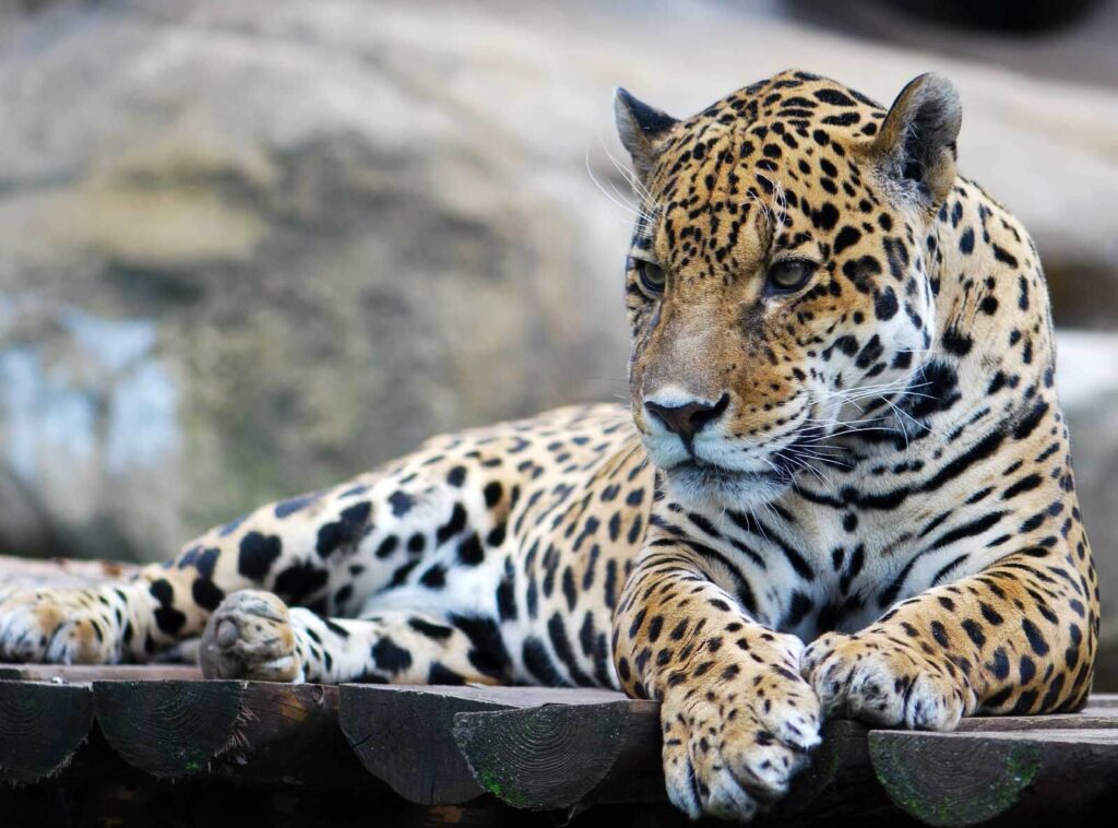 Leopard lying on a wood surface Leopard lying on a wood surface