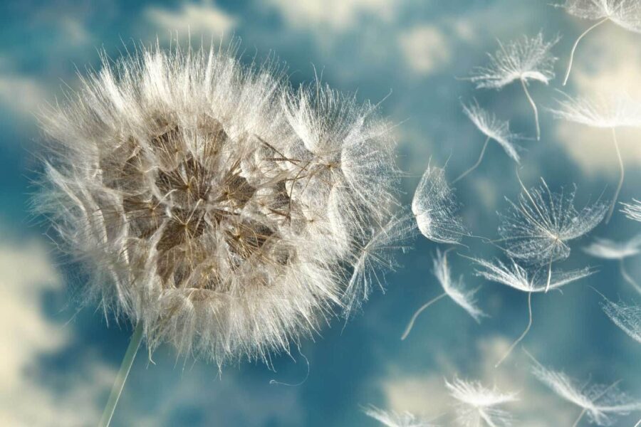 Fluffy seeds drifting in the breeze