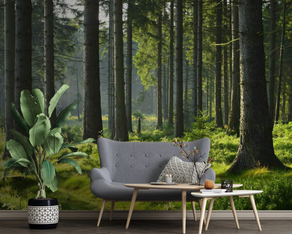 Forest with tall trees and grass Forest with tall trees and grass