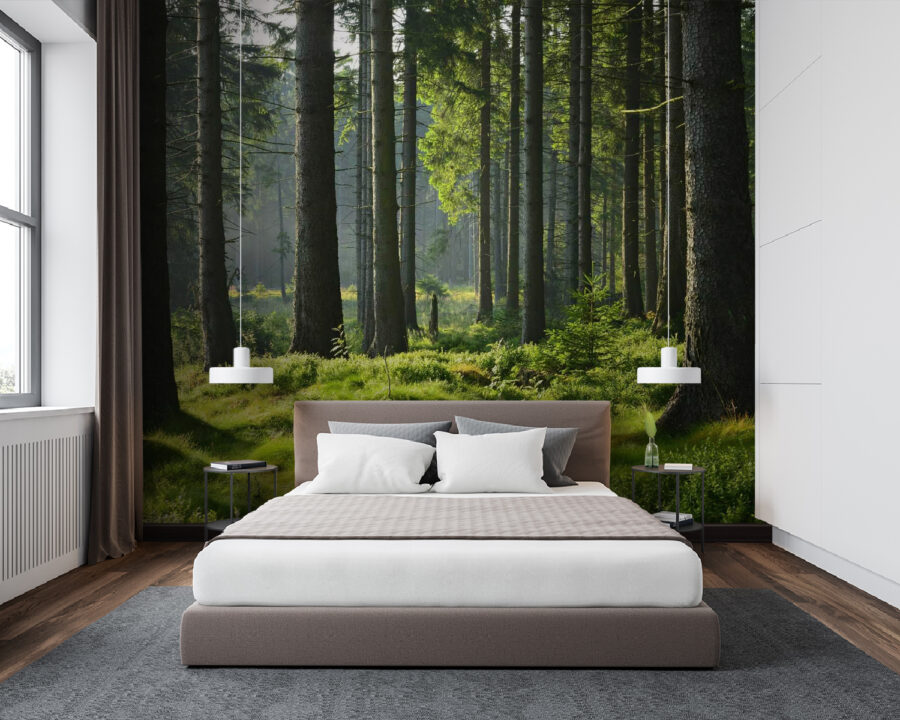 Forest with tall trees and grass Forest with tall trees and grass