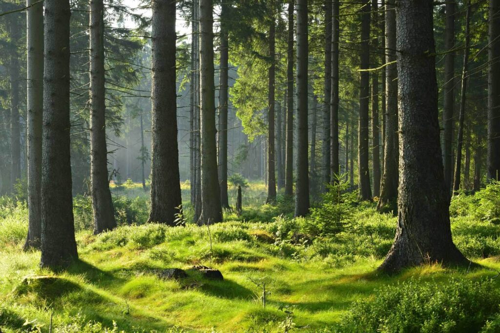 Forest with tall trees and grass Forest with tall trees and grass