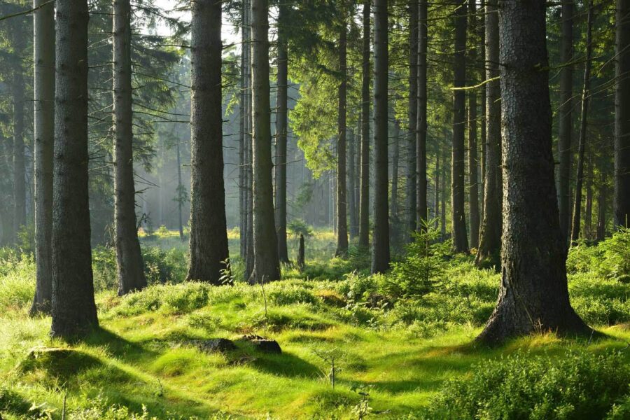 Forest with tall trees and grass Forest with tall trees and grass