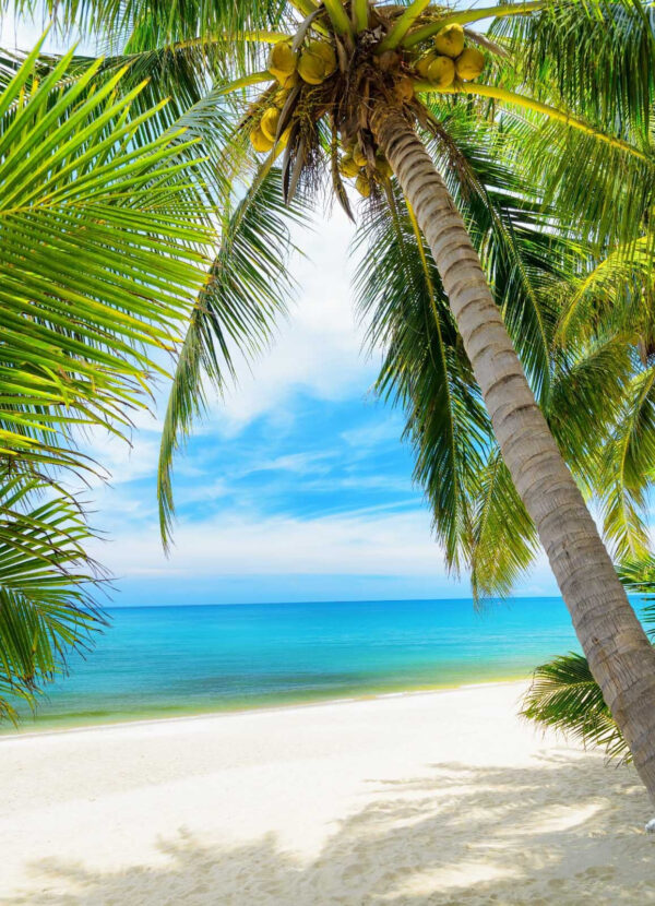 Palm trees on a beach Palm trees on a beach