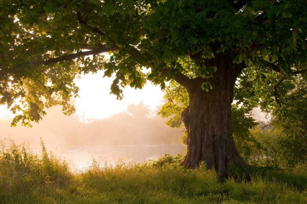 Tree with a foggy river u55187p 1024x680 - Tree with a foggy river - tegory