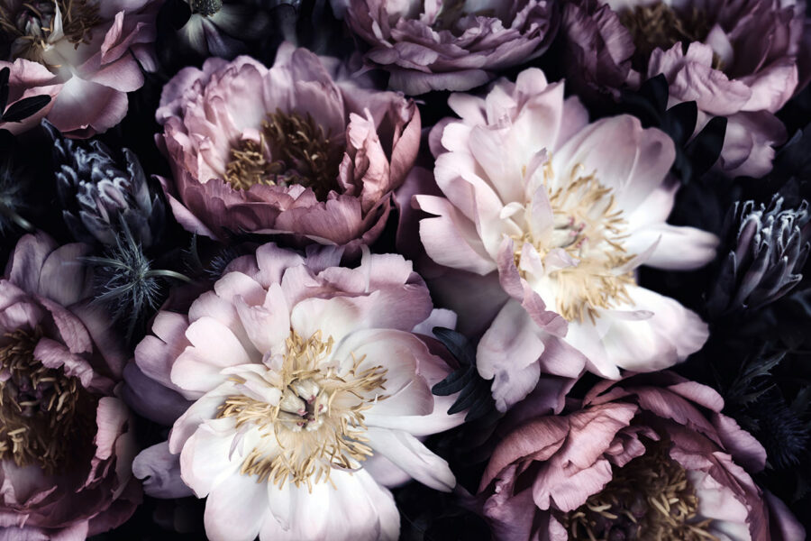 Close up of flowers