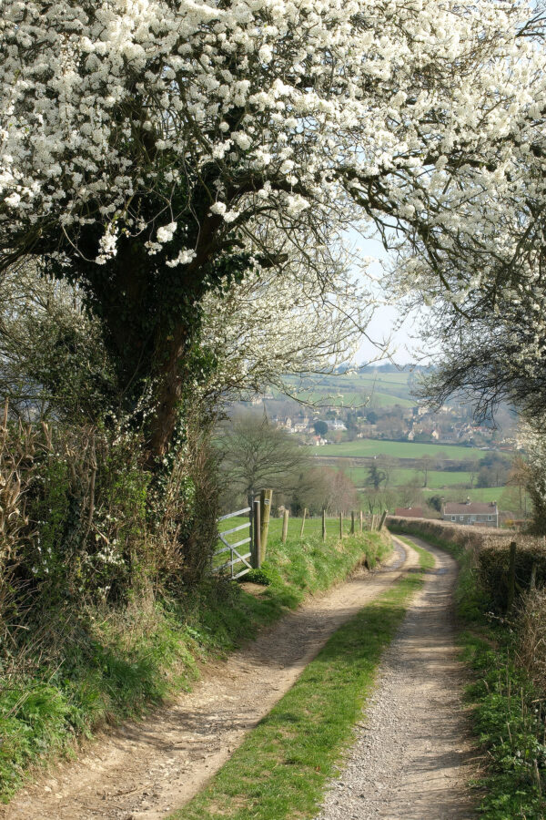 Dirt road with white flowers on it
