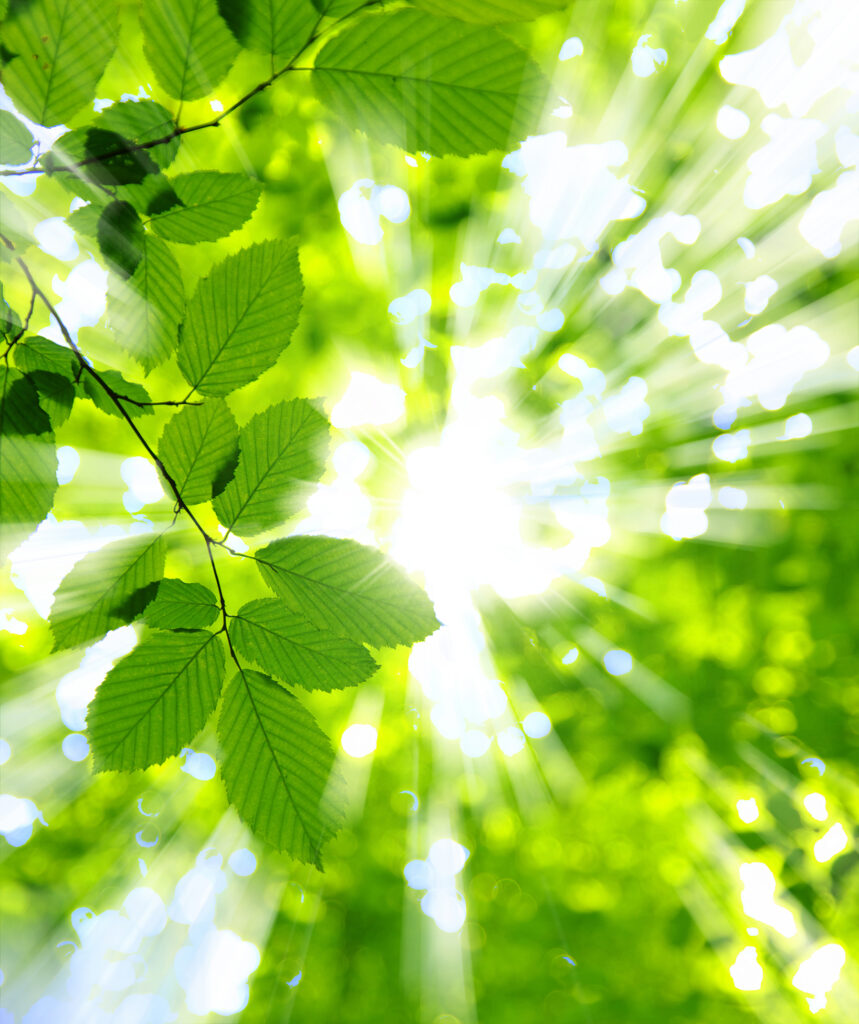 Sun shining through leaves