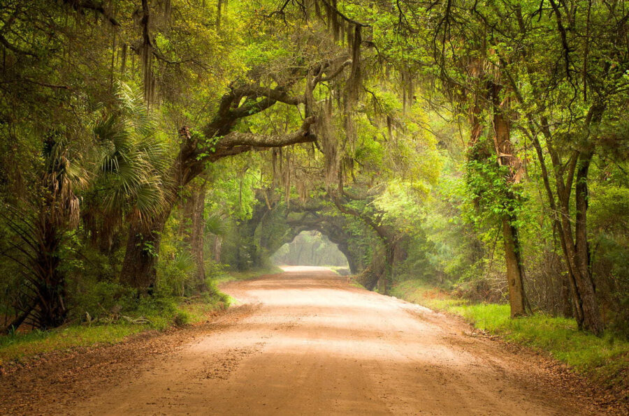 Dirt road with trees and mossy branches
