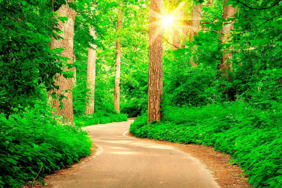 Wall murals Road through a forest - Image 10