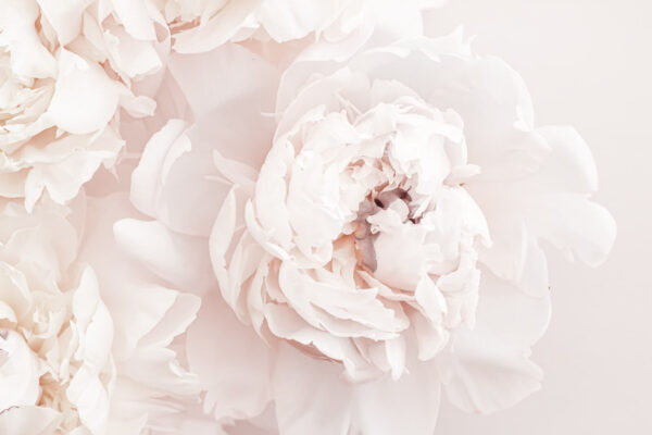 Delicate blooms in soft hues Delicate blooms in soft hues