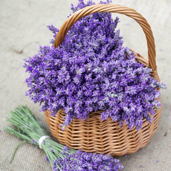 Basket of purple flowers Basket of purple flowers