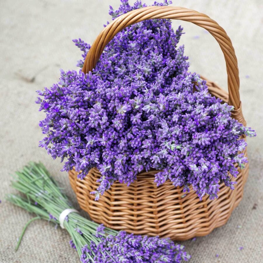 Basket of purple flowers Basket of purple flowers