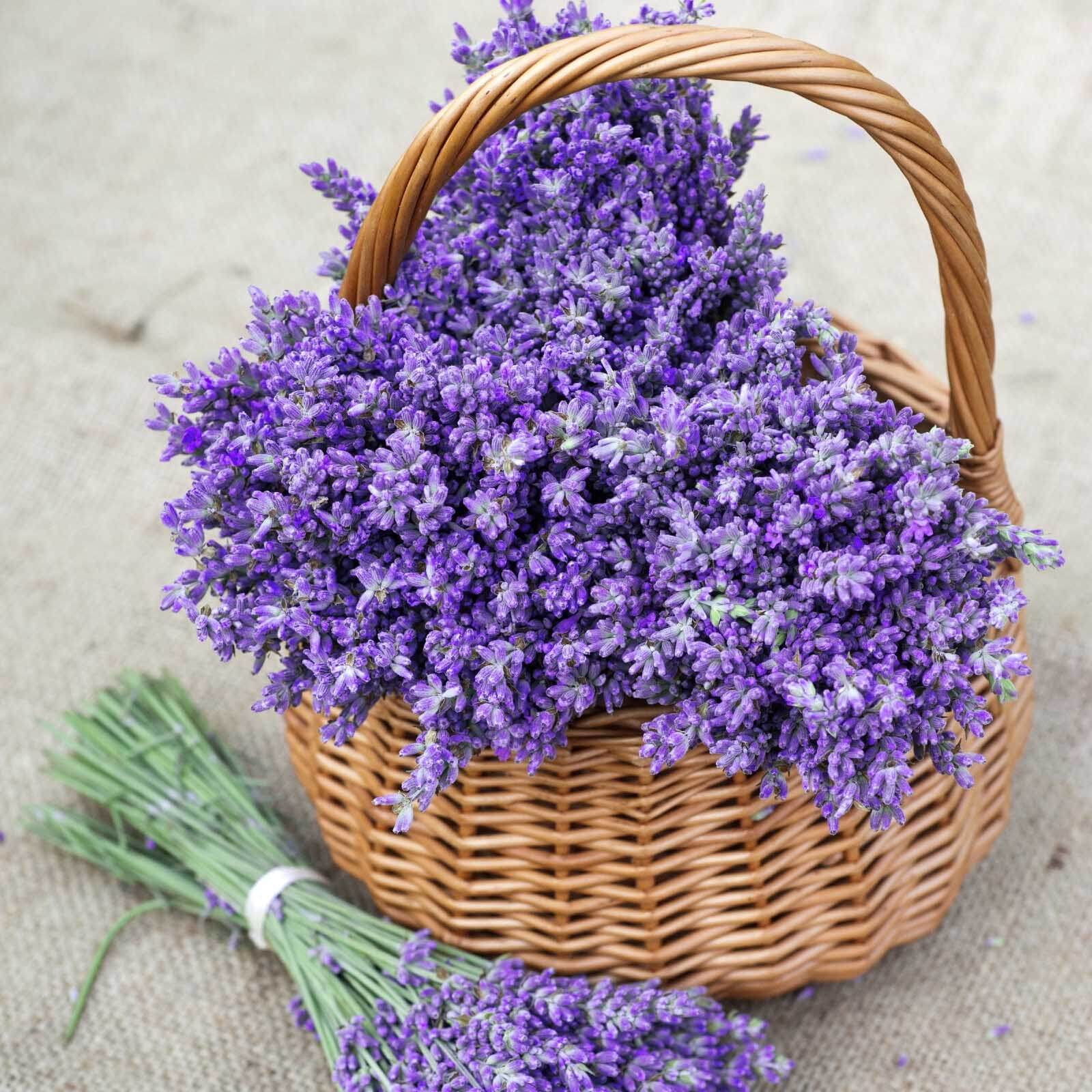Basket of purple flowers u53896p - Basket of purple flowers - tegory