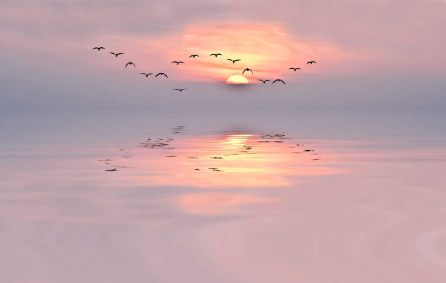 Flock of birds flying over water