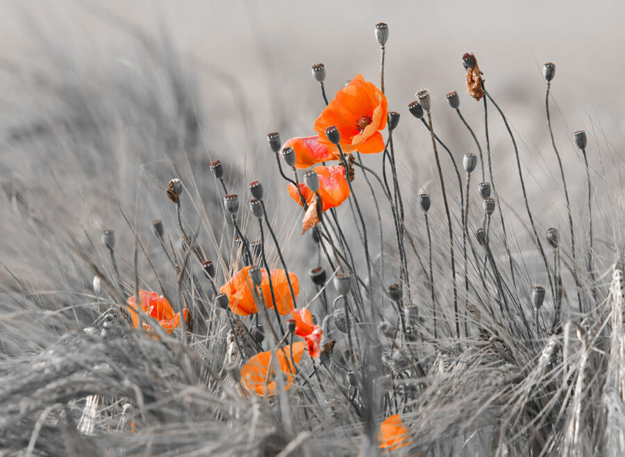 Orange flowers in a field