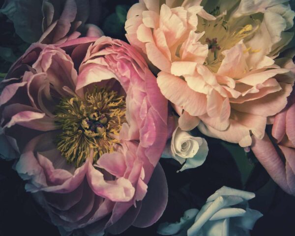 u53297p 600x480 - Beautiful blooms in soft hues - tegory