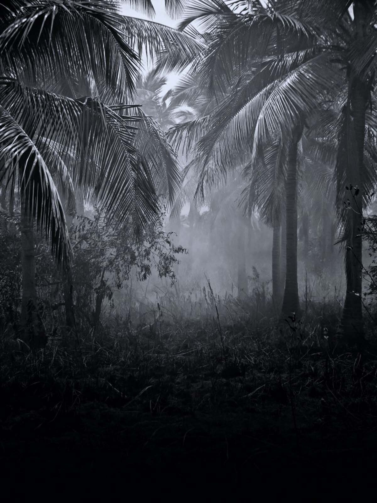 u51932p - Foggy forest with palm trees - tegory