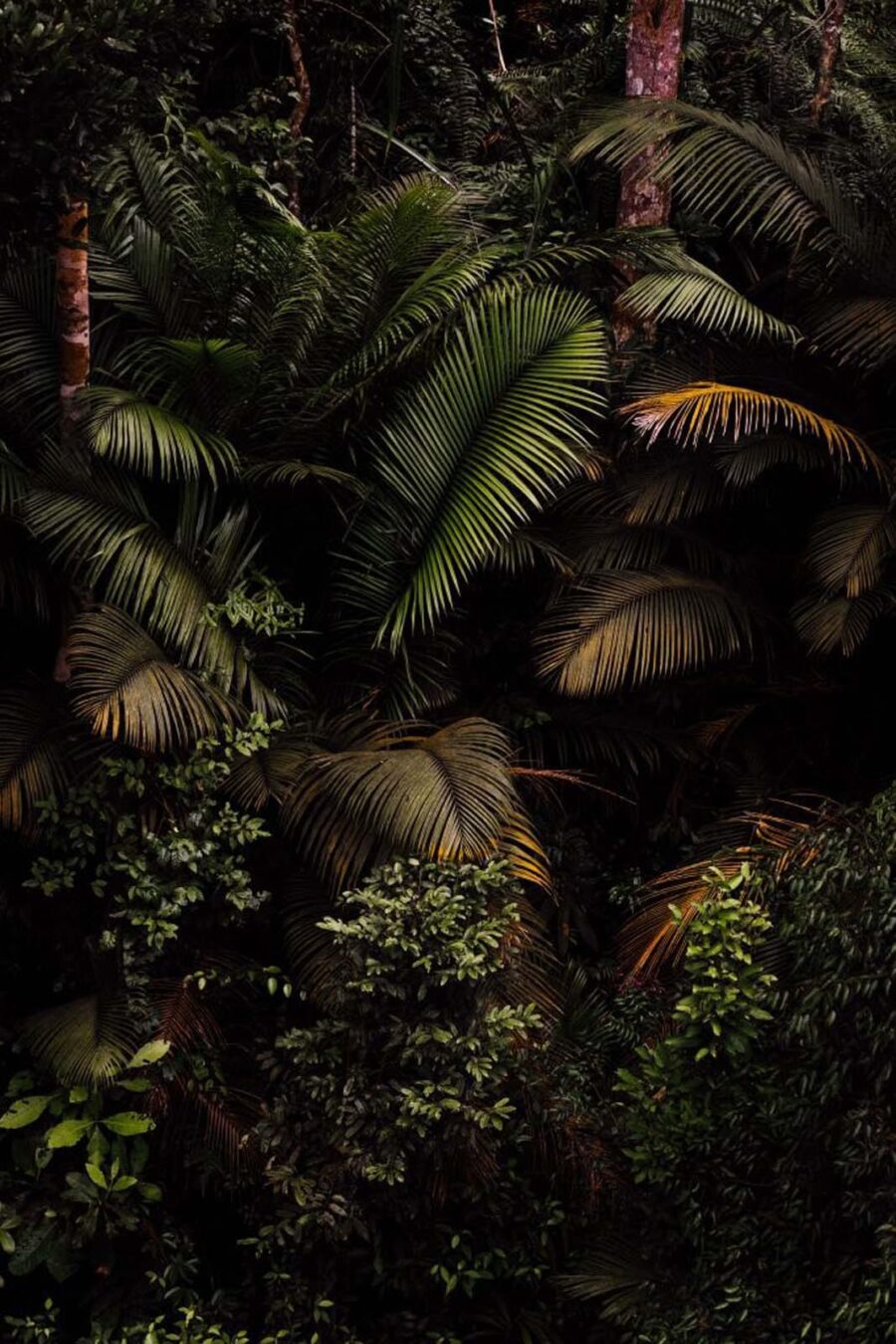 Group of palm trees