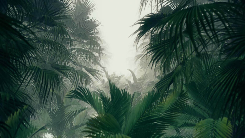 Group of palm trees in a foggy forest Group of palm trees in a foggy forest