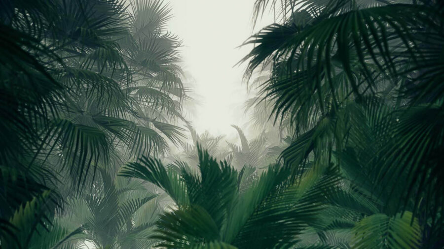 Group of palm trees in a foggy forest