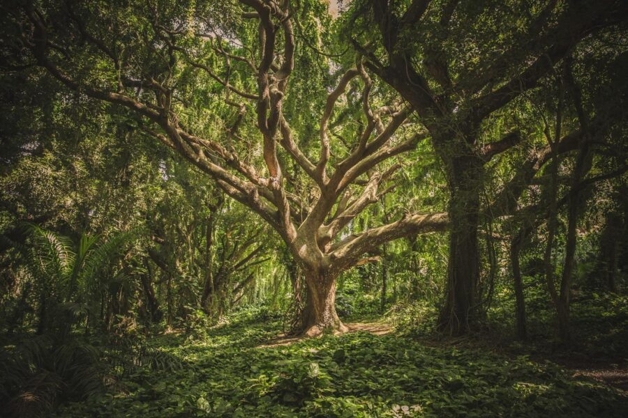 Large tree in a forest