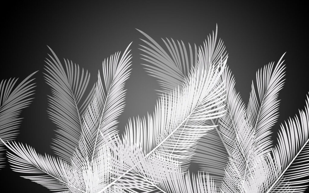 White feathers on a black background u47260p 1024x640 - White feathers on a black background - tegory