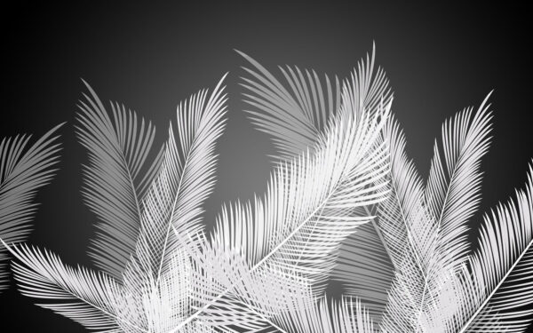 White feathers on a black background u47260p 600x375 - White feathers on a black background - tegory