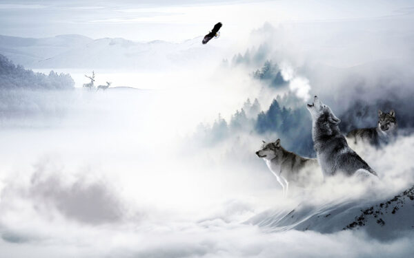 Wolf howling in the snow Wolf howling in the snow