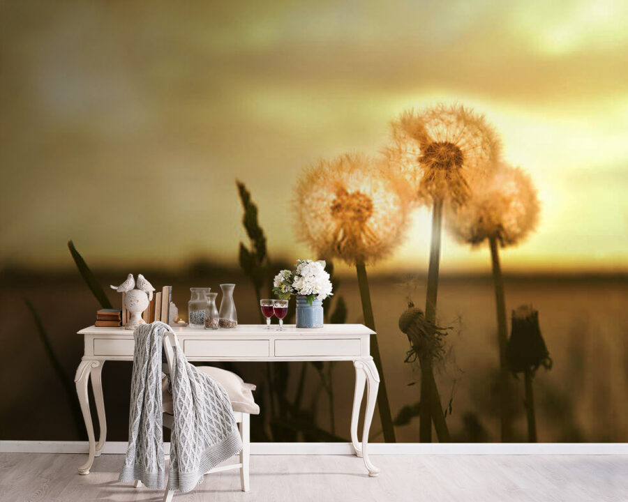Wall murals Dandelions basking in warm light