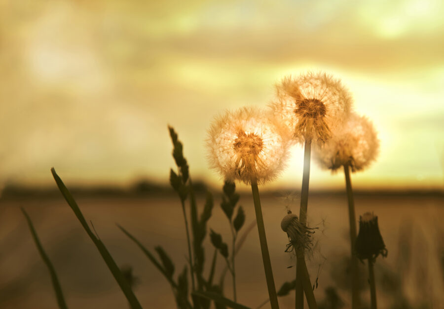 Wall murals Dandelions basking in warm light - Image 3
