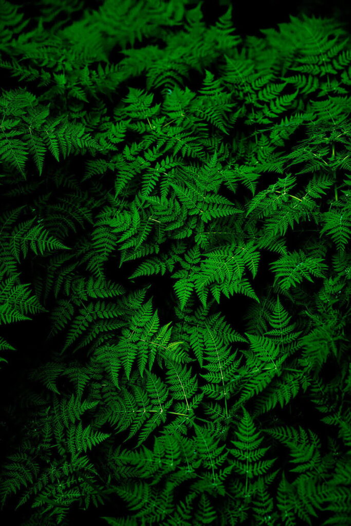 Group of green leaves Group of green leaves