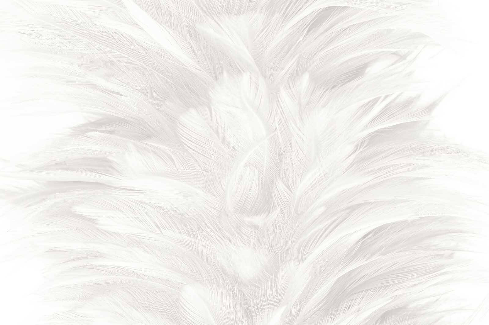Soft and delicate feather texture u37957p - Soft and delicate feather texture - tegory