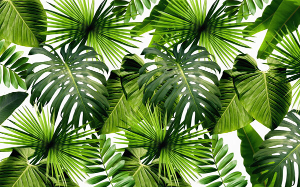 Group of green leaves Group of green leaves