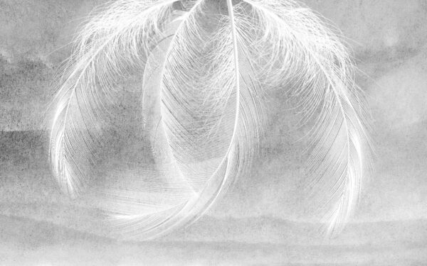 u37714p 600x375 - Delicate feathers in soft light - tegory