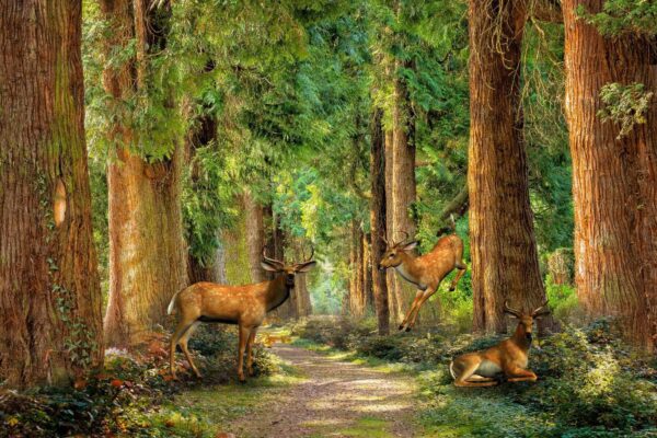 Group of deer in a forest Group of deer in a forest