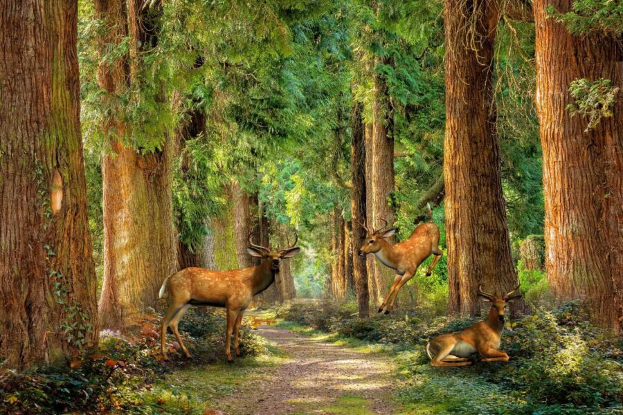 Group of deer in a forest Group of deer in a forest