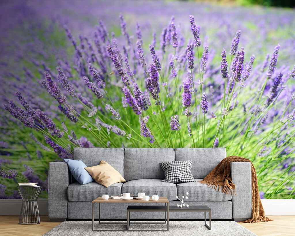 u36335pig54 1024x819 - Vibrant lavender field in bloom - tegory