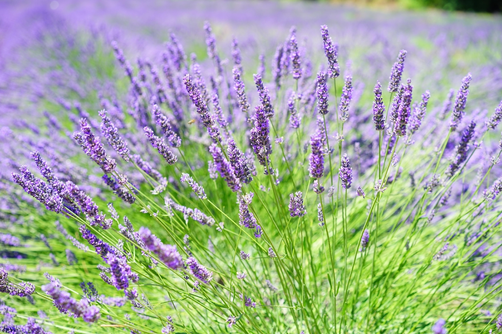 u36335p - Vibrant lavender field in bloom - tegory