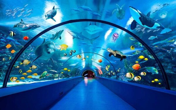 Tunnel with fish and animals Tunnel with fish and animals