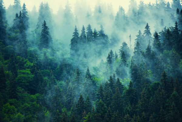 Foggy forest with trees Foggy forest with trees
