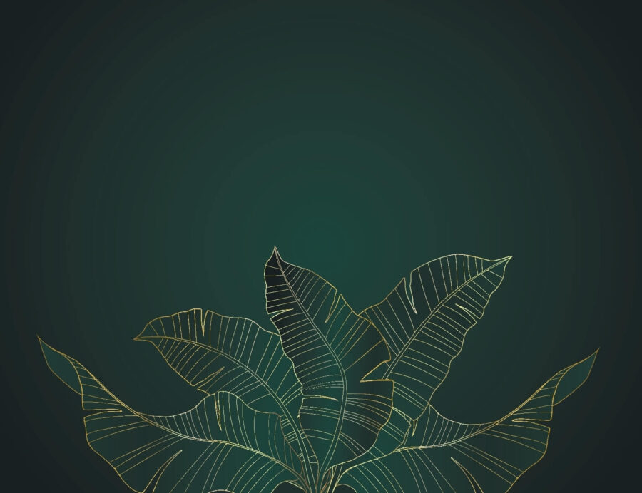 Elegant leaves on a dark background u32469p 900x692 - Elegant leaves on a dark background - tegory