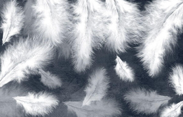 Group of white feathers