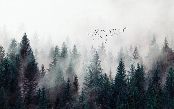 Group of birds flying over a forest