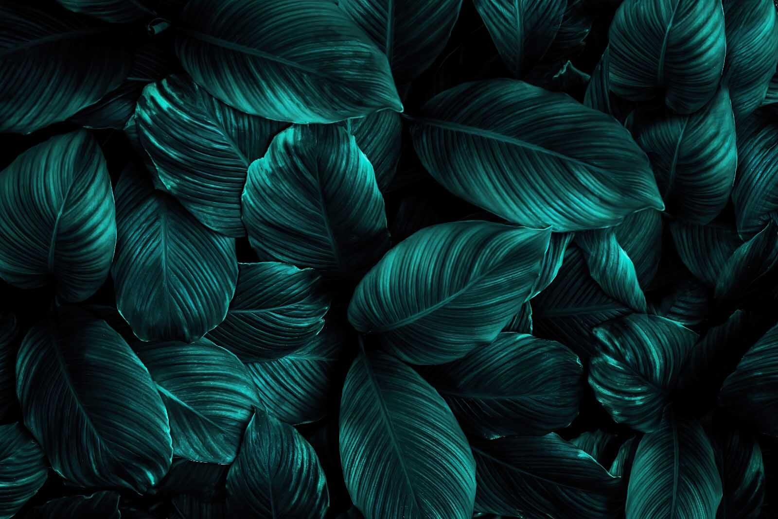 u27566p - Group of dark green leaves - tegory